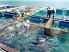 Khánh Hòa: Sản xuất giống và nuôi thương phẩm cá sủ đất